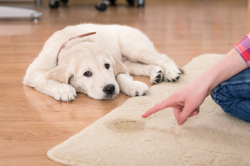 Fuss-Free Cleaning: 10 Steps to Say Goodbye to Dog Hair